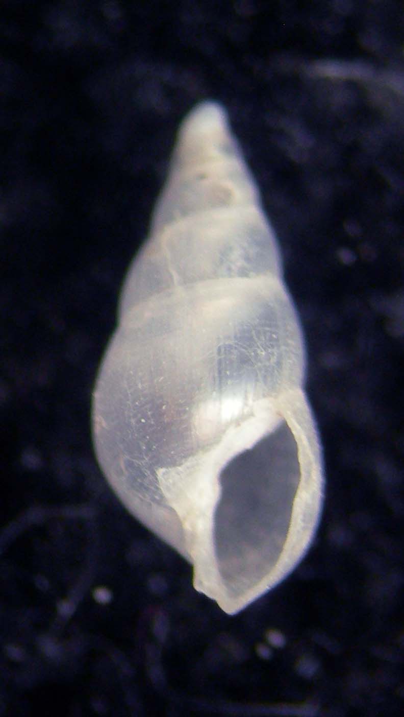 Ondina vitrea